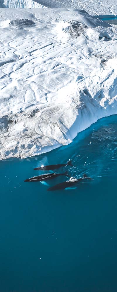 Greenland Disko Bay adventure humpback whales