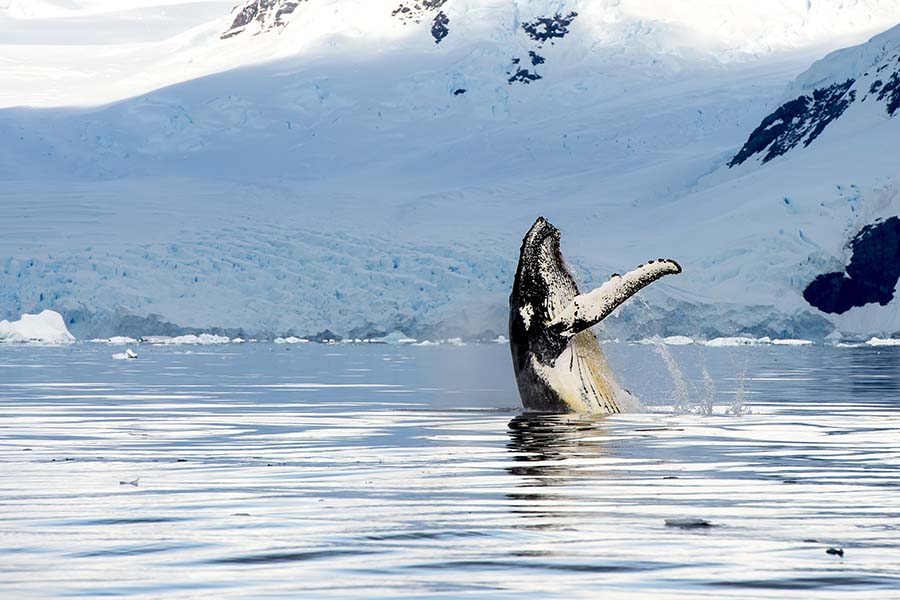 Hampback whale breaching jumping