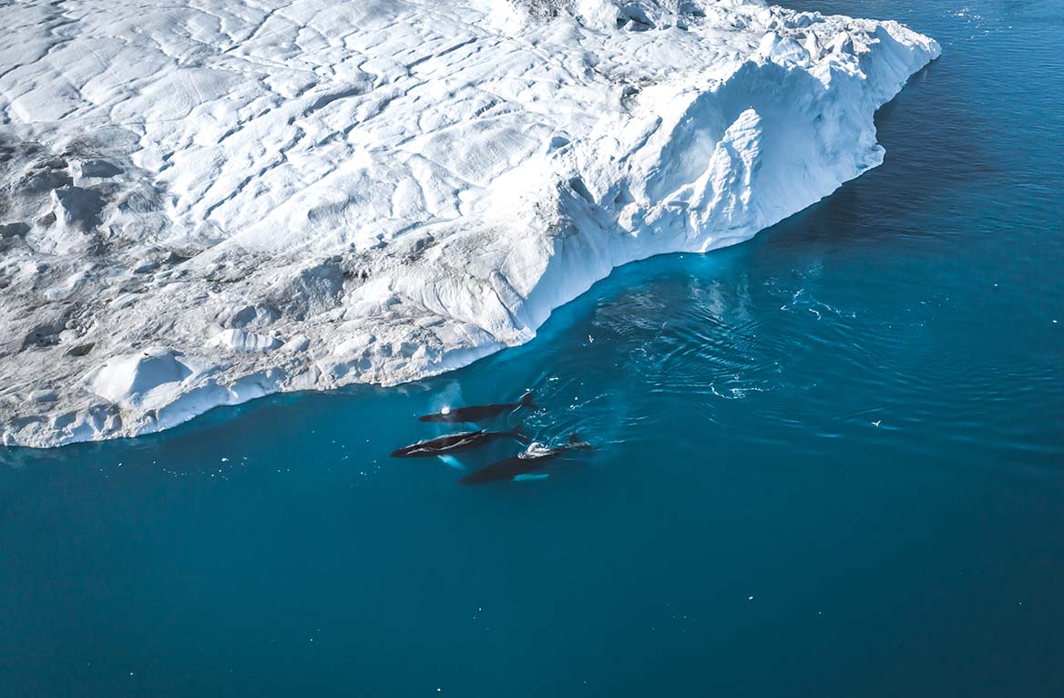 Greenland Tours a true bucket list experience. Humpback whales among icebergs