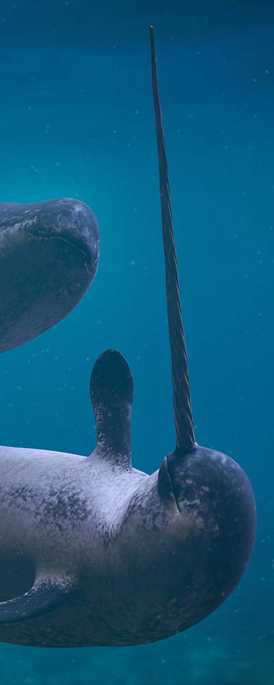 Narwhal couple, two Monodon monoceros playing in the ocean (3d rendering)