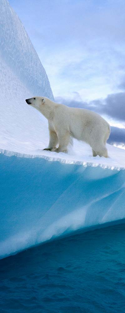 Polar Bear (Ursus maritimus) on an iceberg in Northwest Fjord in eastern Greenland.