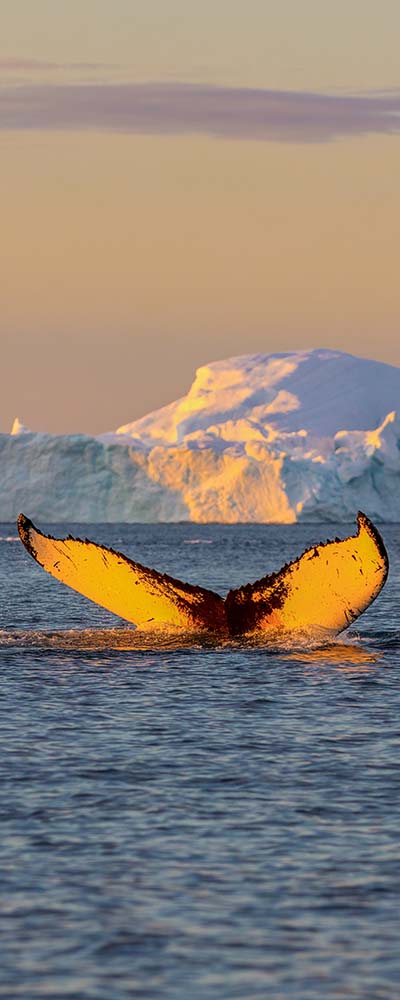 Whale dive near Ilulissat among icebergs. Their source is by the Jakobshavn glacier. The source of icebergs is a global warming and catastrophic thawing of ice, Disko Bay, Greenland