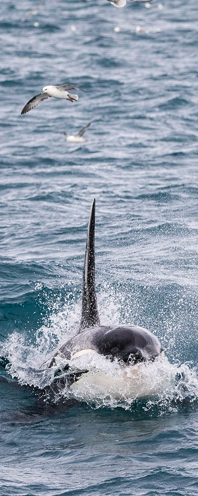 Orca Killer whale watching in Iceland