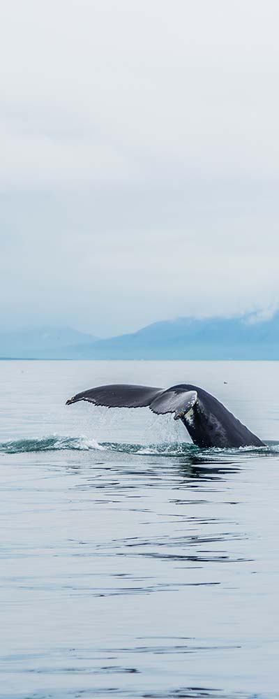 Whale watching Reykjavik