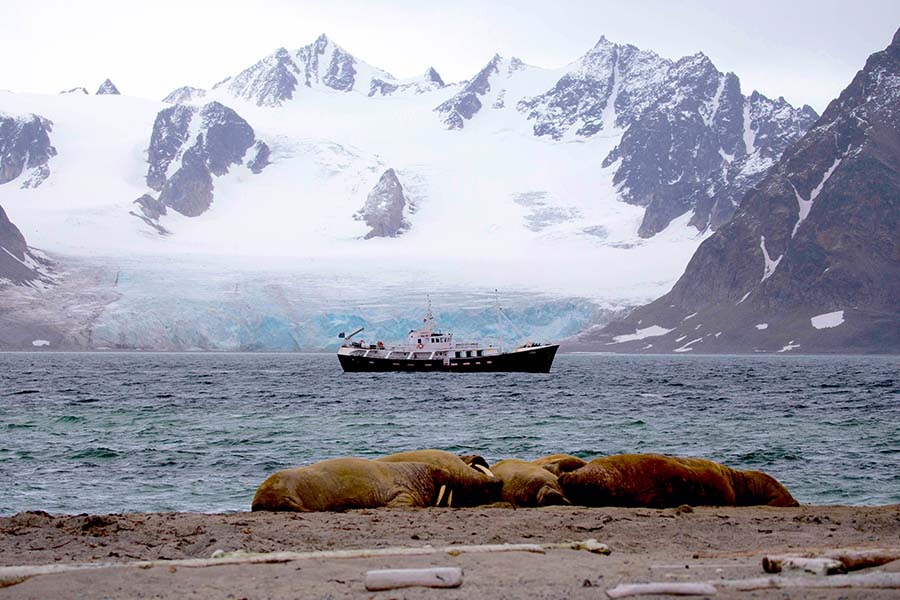Togo and the walruses wild life 900x600