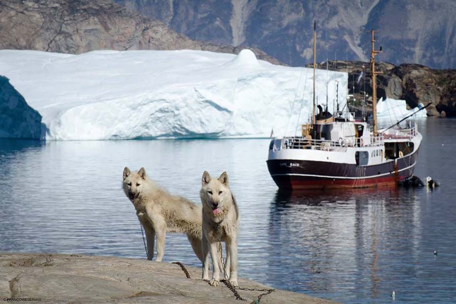 Togo and wolfes ashore 900x600