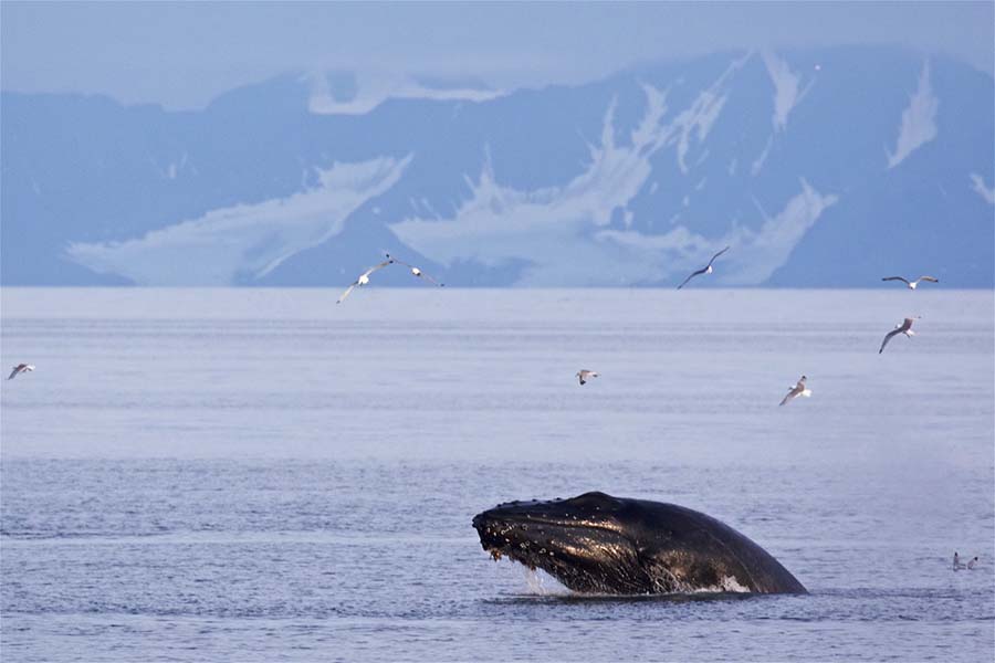 Togo whale in fjord 900x600