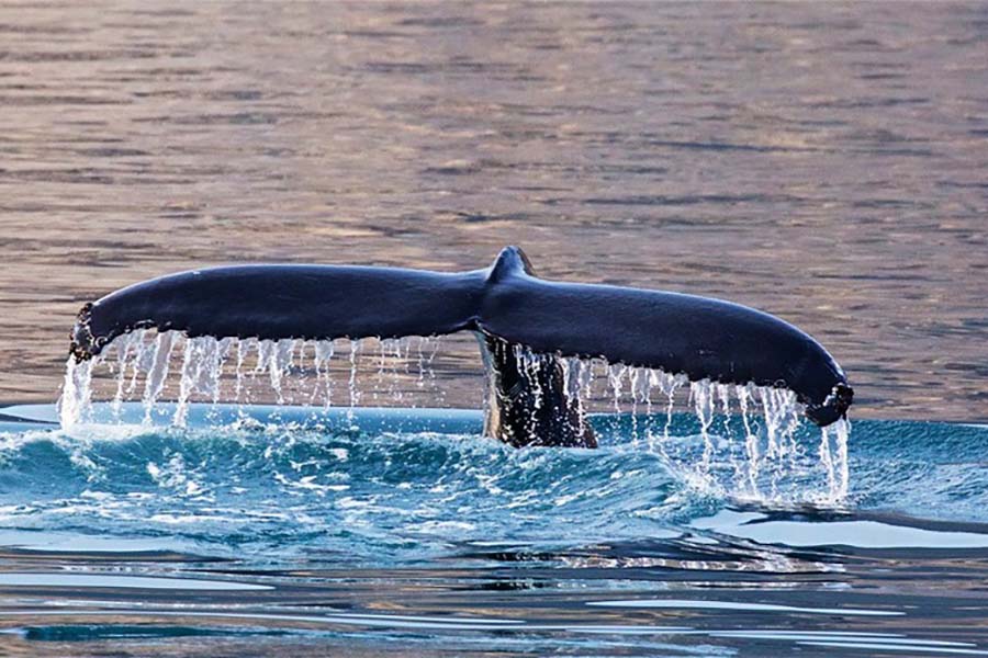 Togo whale tail 900x600