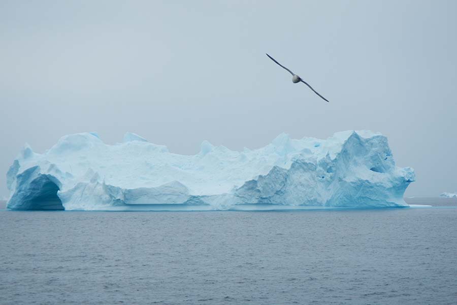 Togo wild life bird flying iceberg in background 900x600