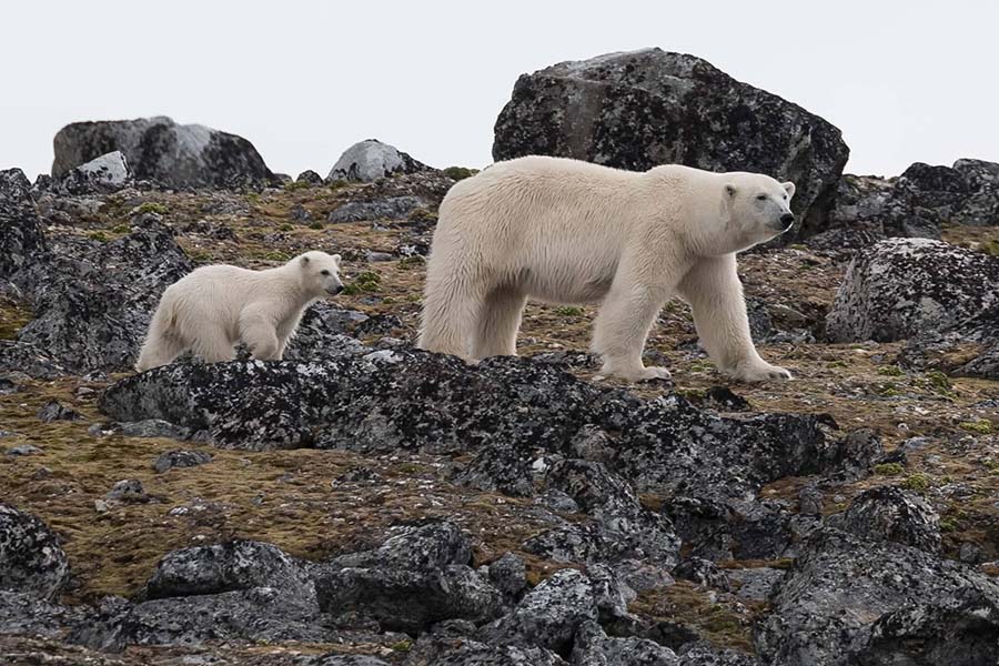 Togo wild life mama polar bear with cub 900x600