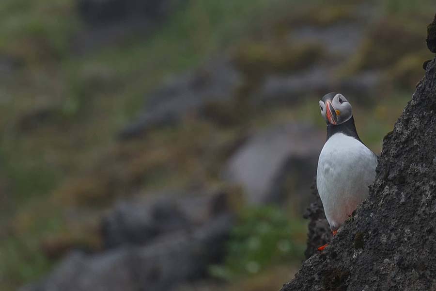 Togo wild life puffin 900x600