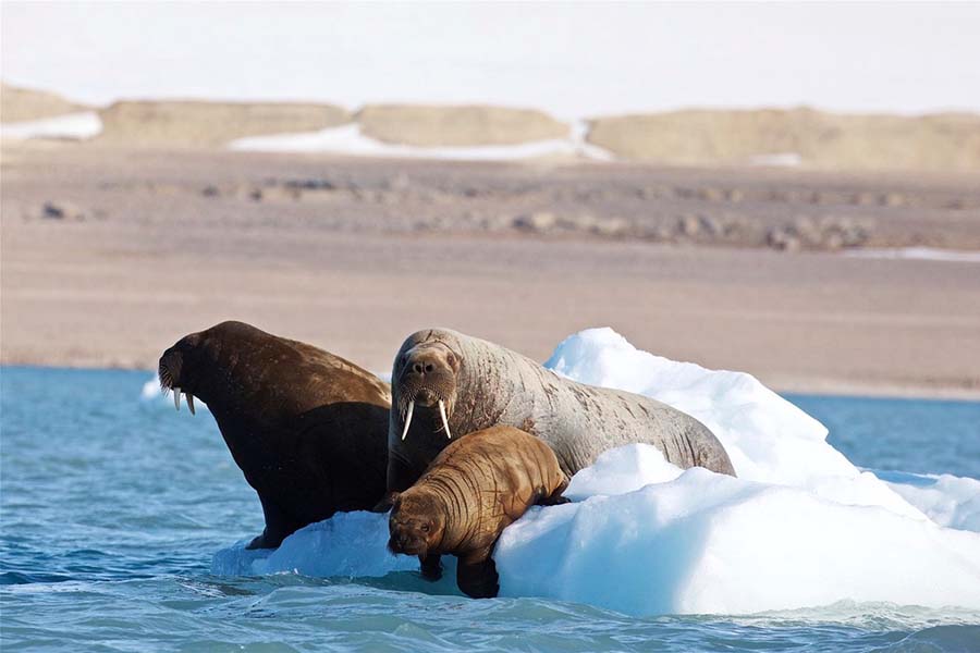 Togo wild life walruses 900x600
