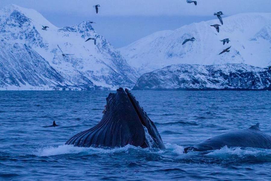 Togo wild life whale playing 900x600