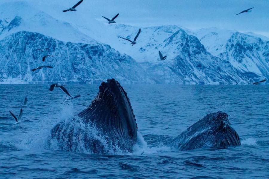Togo wild life whales playing 900x600
